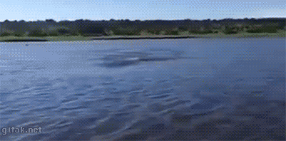hippo.gif