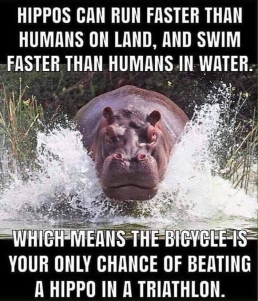 hippo.jpg