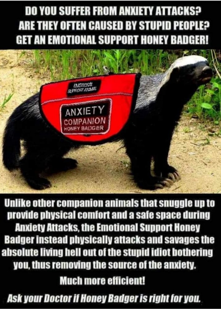 honey badger.jpeg