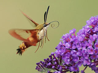 hummingbird-clearwing-moth-c-susan-grimwood_large.jpg