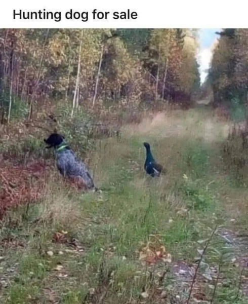 hunting.png