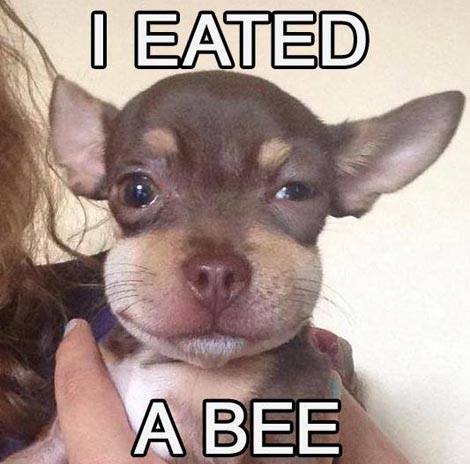 I eated a bee.jpg