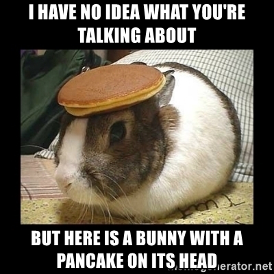 i-have-no-idea-what-youre-talking-about-but-here-is-a-bunny-with-a-pancake-on-its-head.jpg