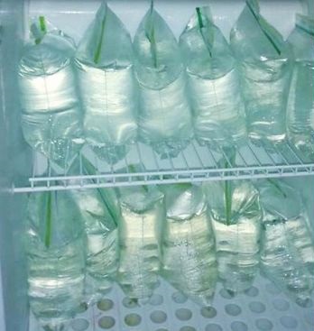 icebag.jpg