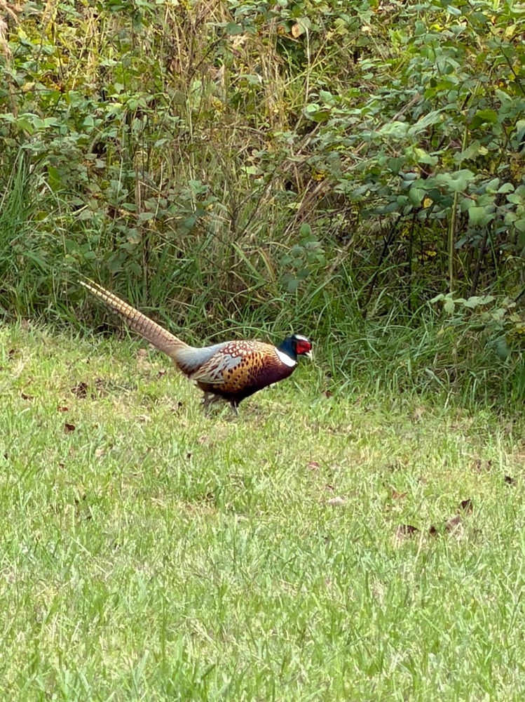 IMG_0435.jpeg