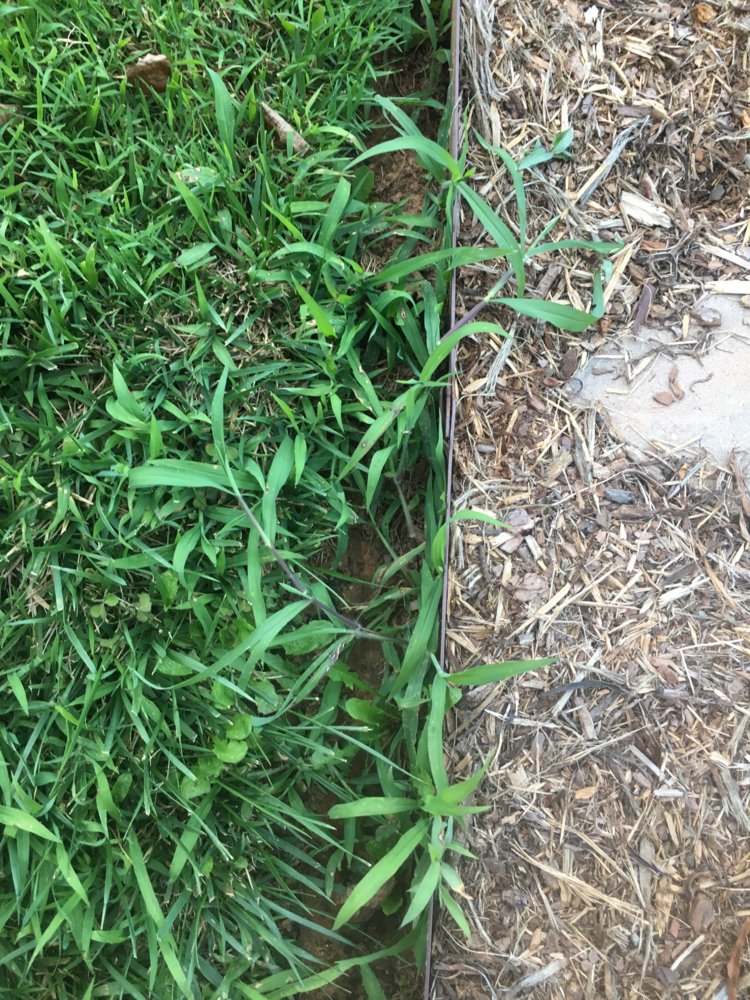 What kind of invasive grass is this? NC4x4