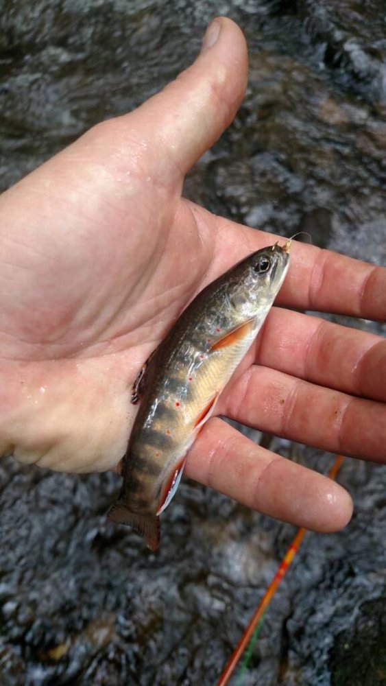 IMG_20170625_142307122.jpg