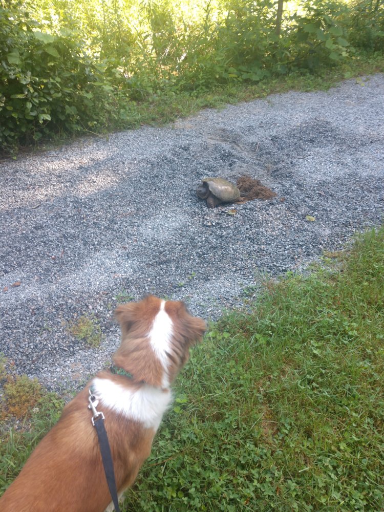 IMG_20180609_093306974.jpg