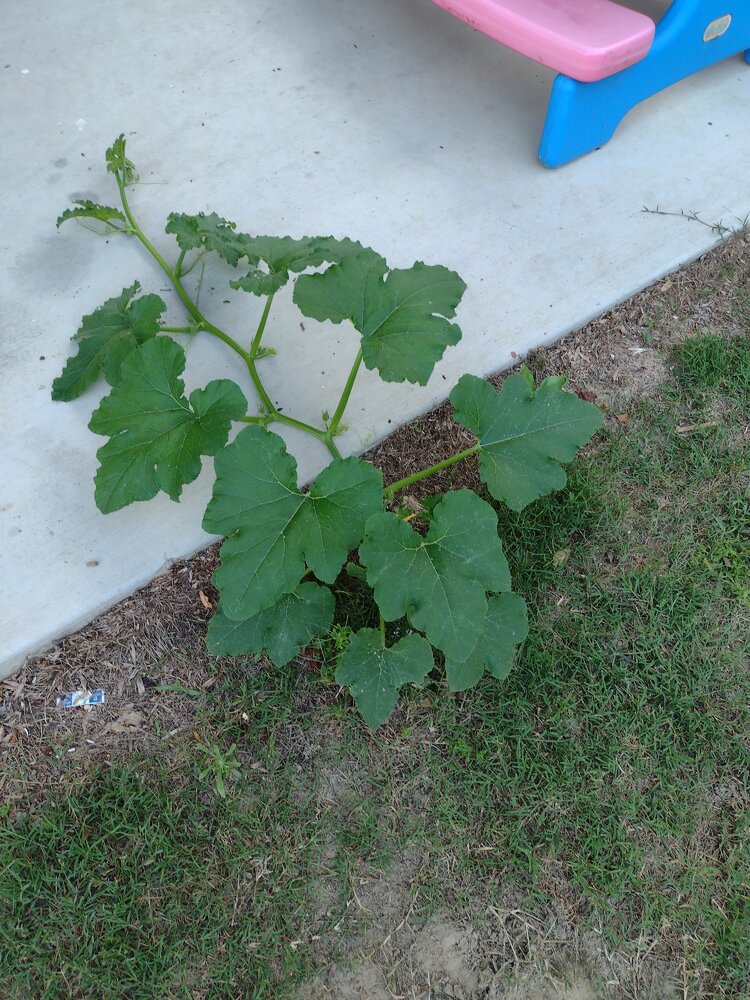 IMG_20230603_194712397.jpg