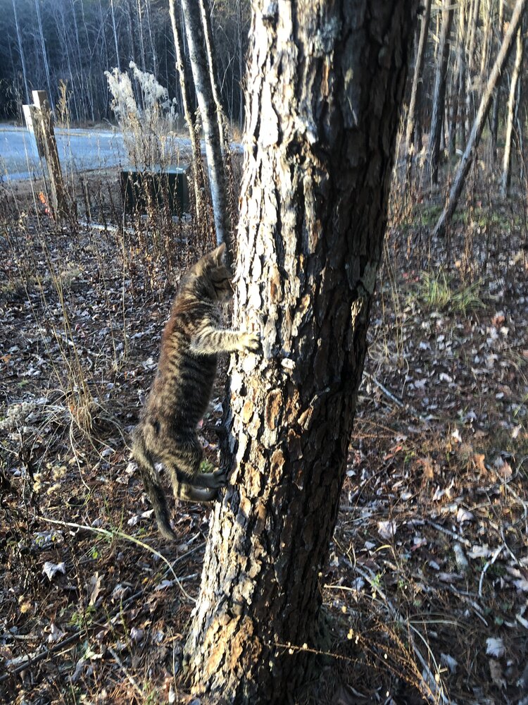 IMG_4310.jpeg