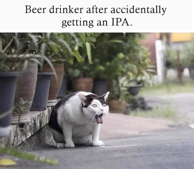 ipa.jpg