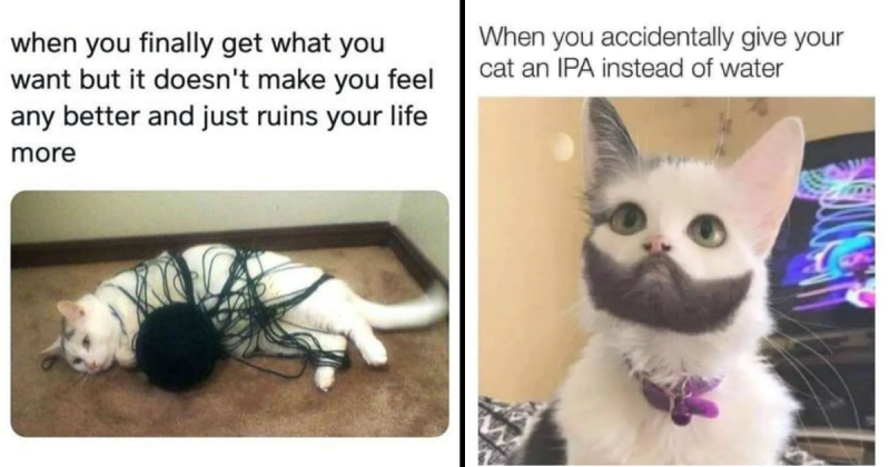 ipa.png