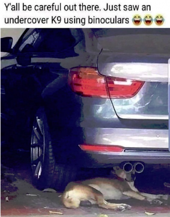 k9.png