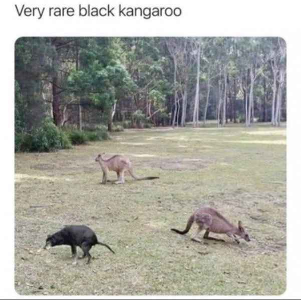 kang.jpeg
