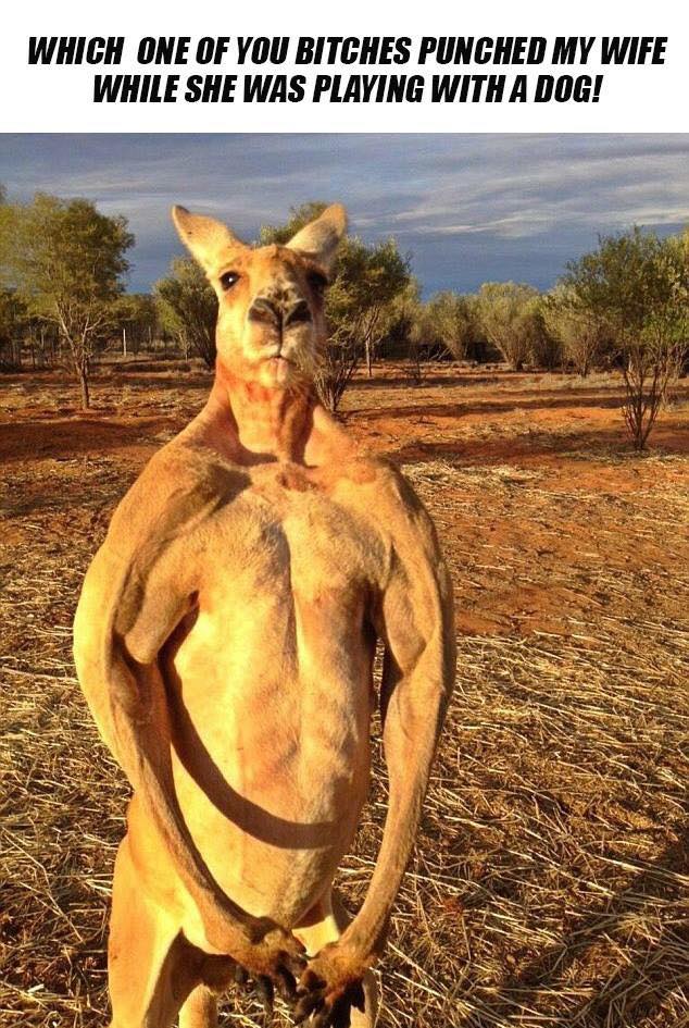kangaroo.jpg