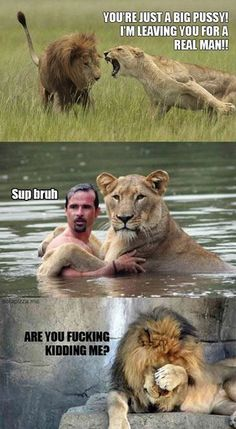lion.png