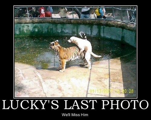 lucky's last.jpg