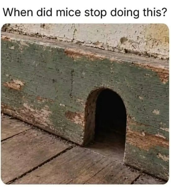 mice.jpg