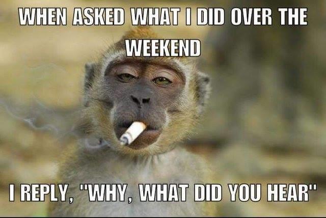 monkey.jpeg
