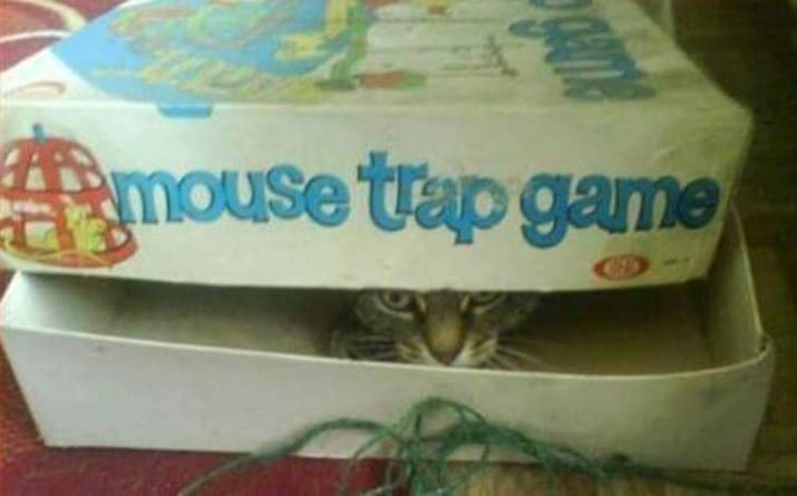 mouse.jpg