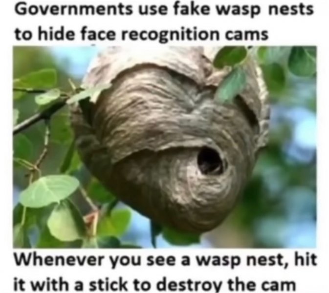 nest.jpeg