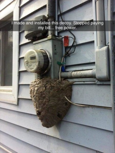 nest.jpg