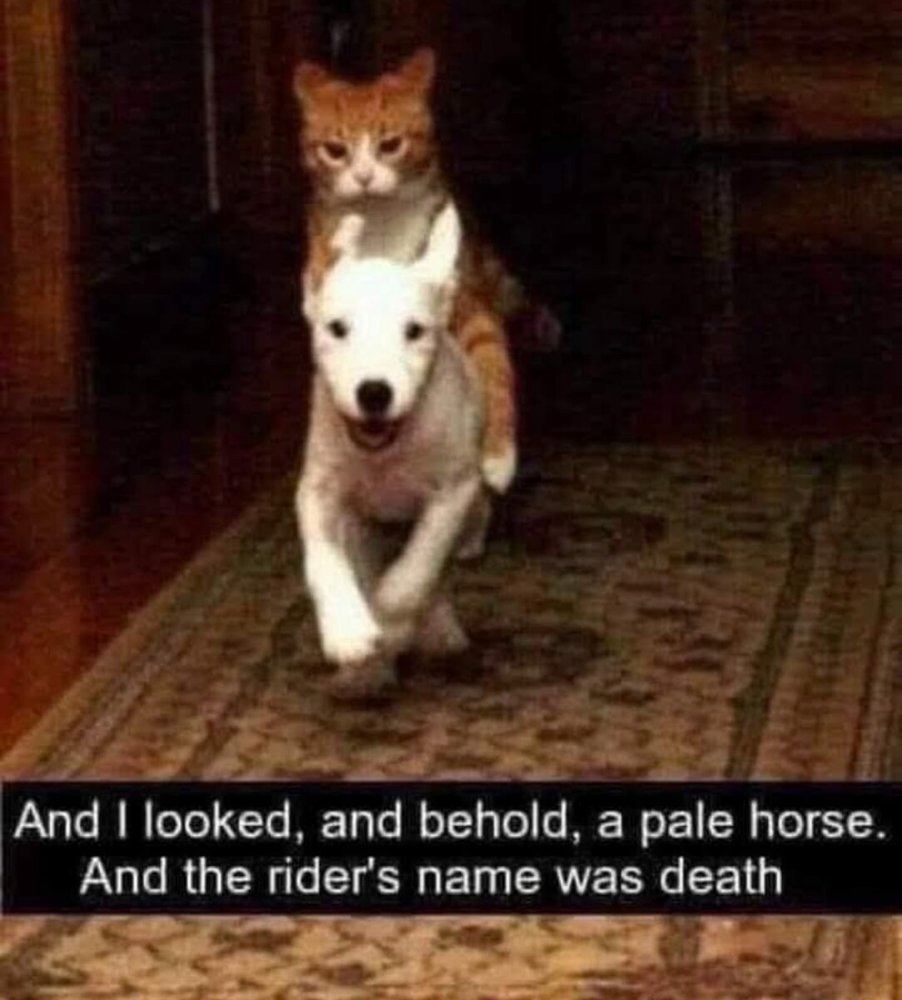 pale.jpeg