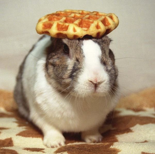pancakebunny.jpg