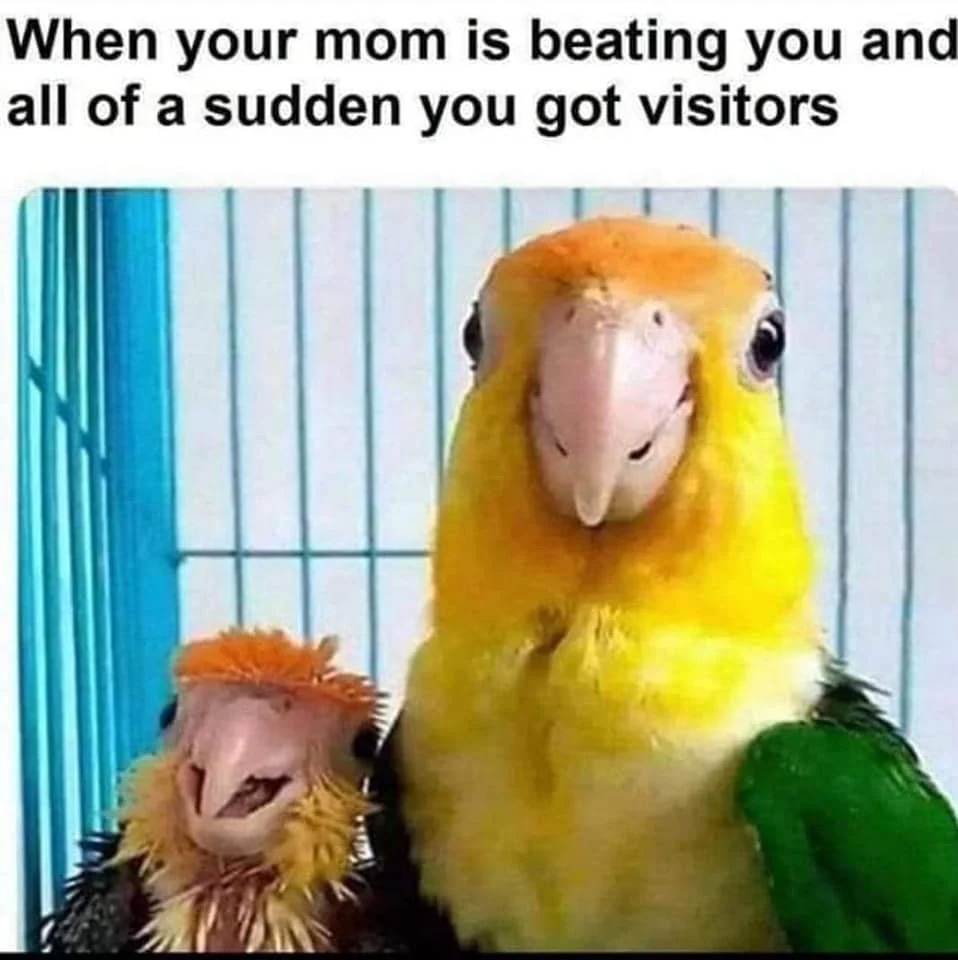 Parrot.jpg