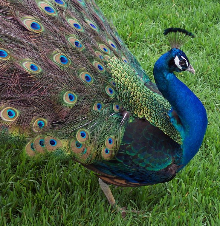 peacock.jpg
