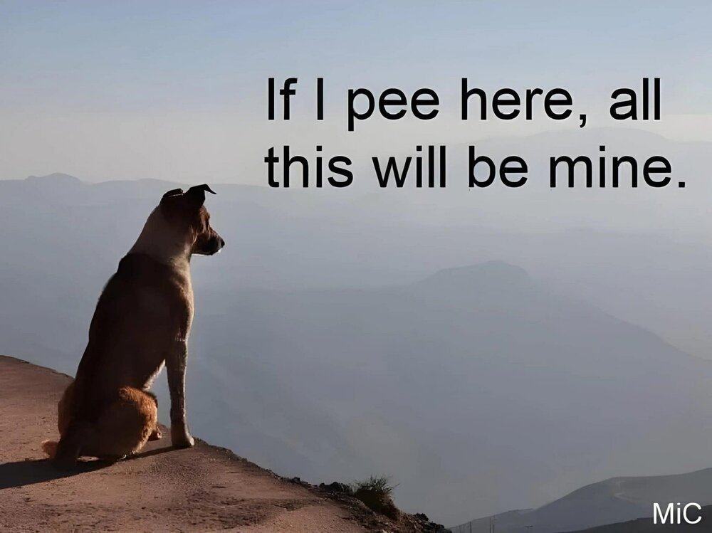 pee.jpg