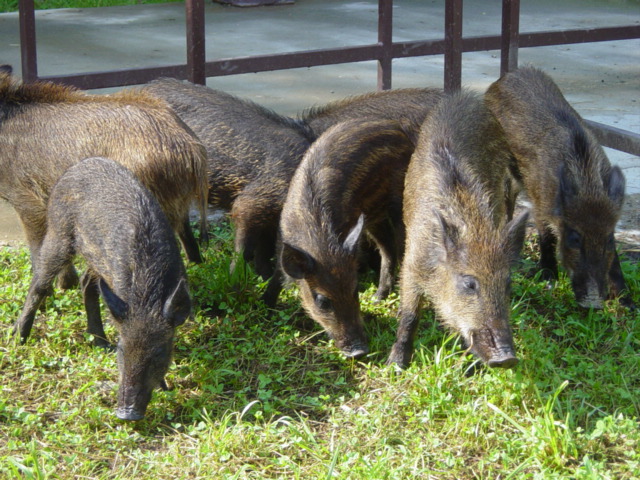 Picture 004.jpg