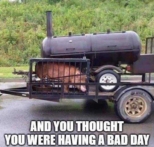 pig.png