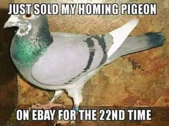 pigeon.jpg