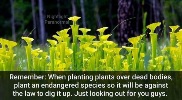plants.png