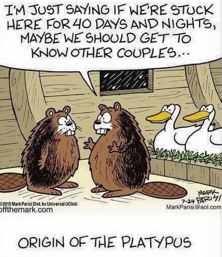 platypus.png