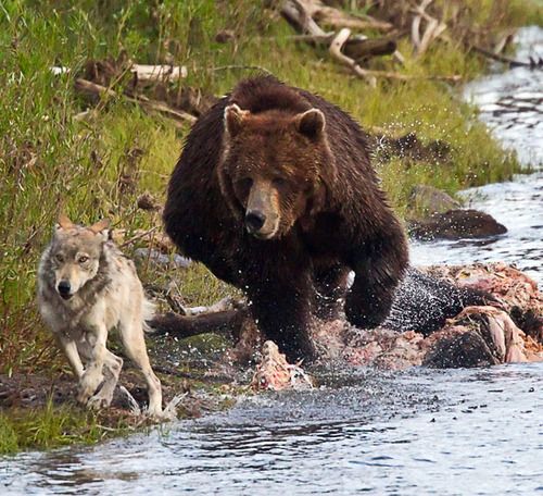 pokeybear.jpg