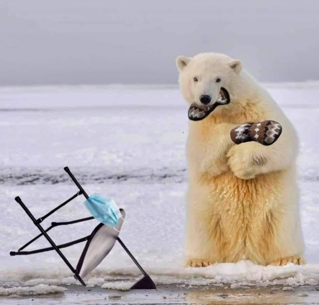 polar.png