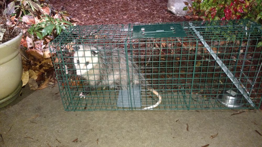 Possum 1.jpg