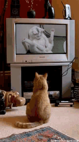 pussy.gif