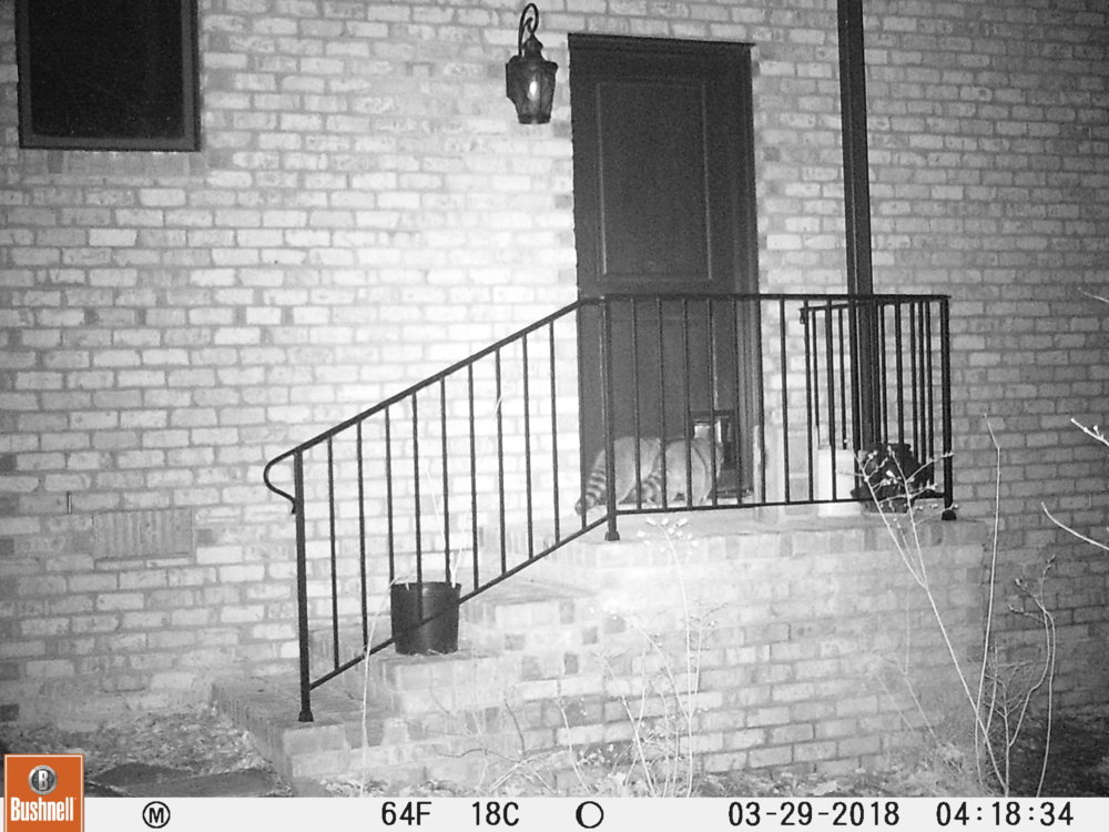 Raccoons 3-29-18.jpg