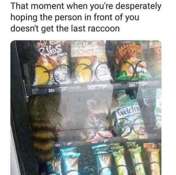 racoon.jpg