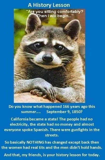 racoon.png