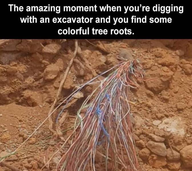 root.jpg