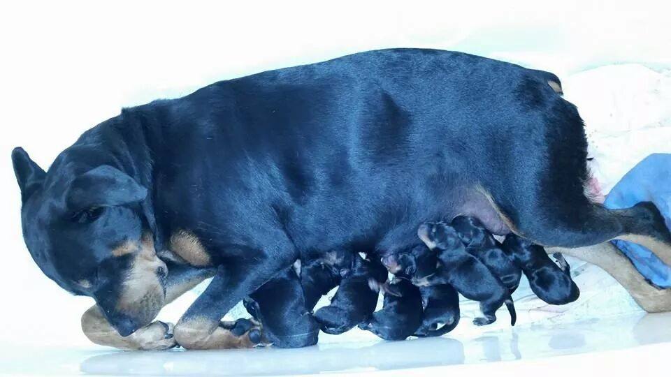 rotty pups.jpg