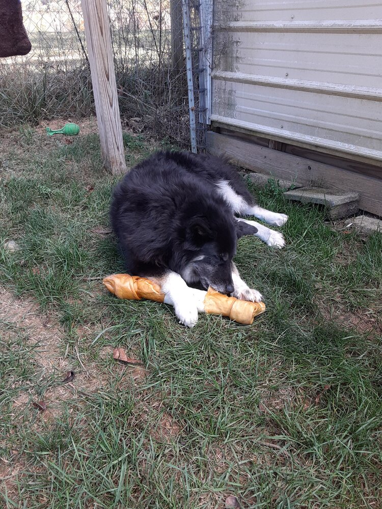 sasha with bone.jpg