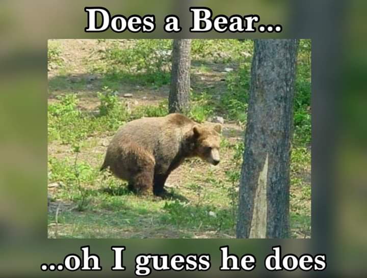 shitting bear.jpg