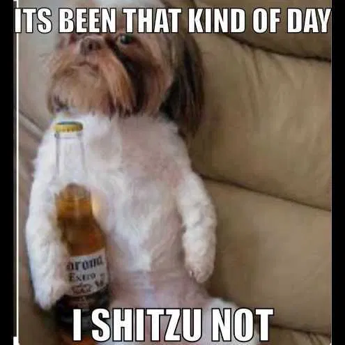 shitzu.png