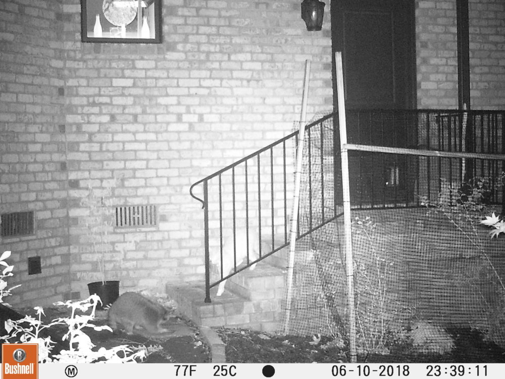 single face off 1.jpg