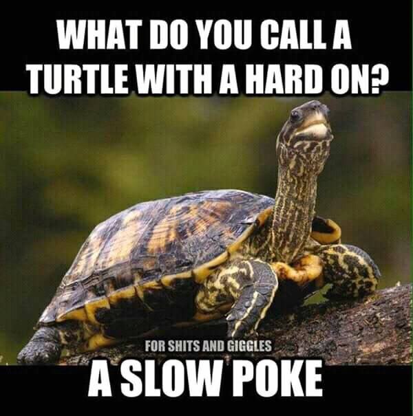 slow poke.jpg